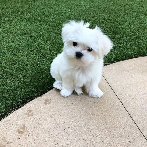 Gorgeous Teacup Maltese puppies