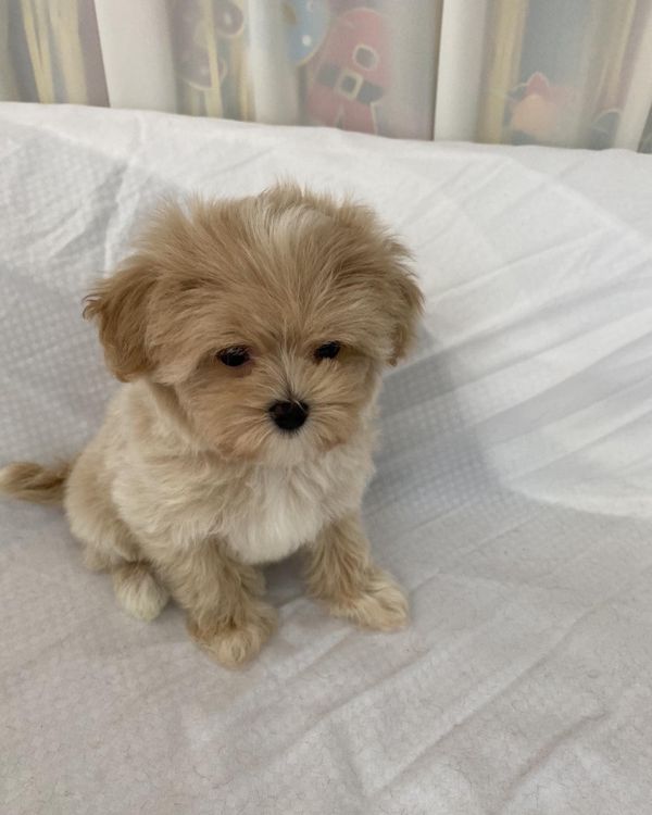 Adorable Toy Poodle puppies for sale