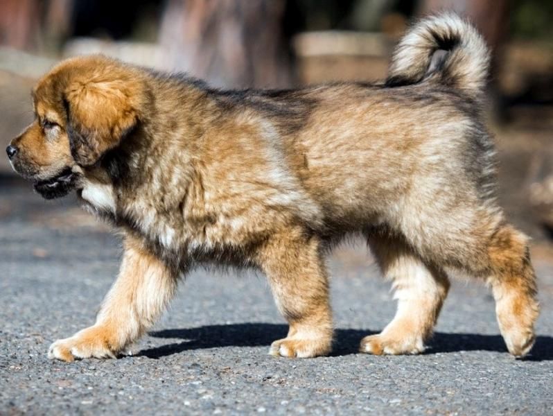 Tibetan Mastiff with pedigree