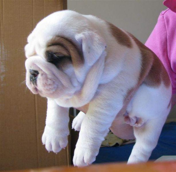 Adorable and female english bulldog puppies available (580) 448-0226