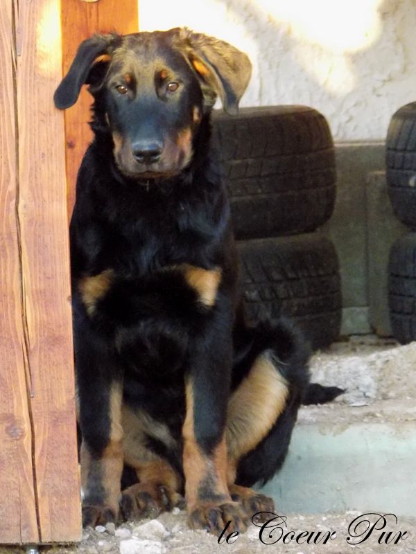 Beauceron puppy for sale