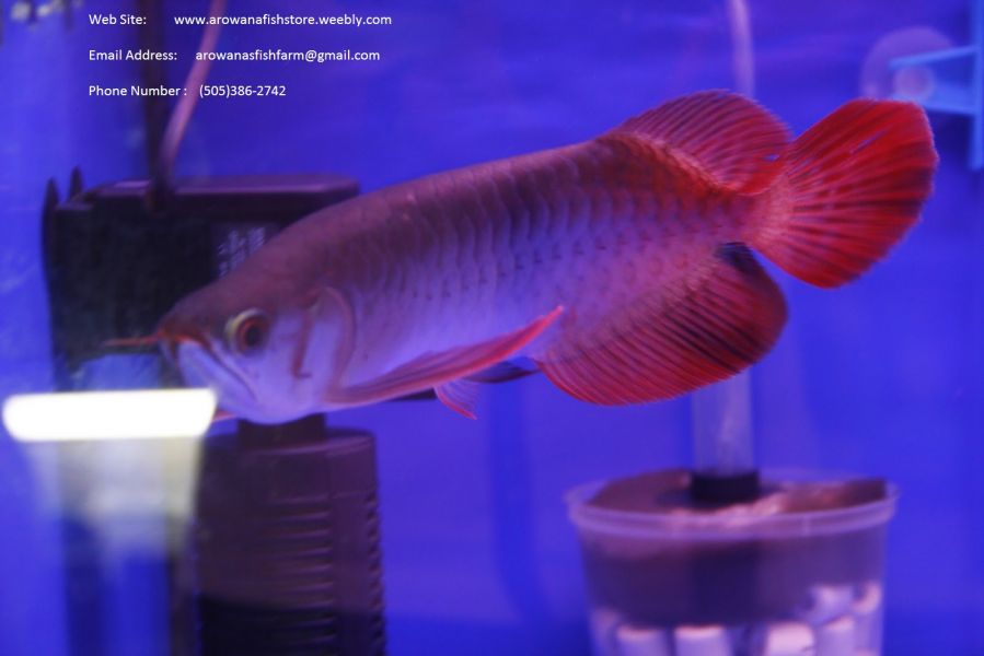 Healthy Arowana and freshwater stingray fishes for sale