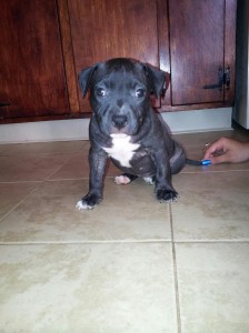 Beautiful quality Male and Female Pitbull terriers