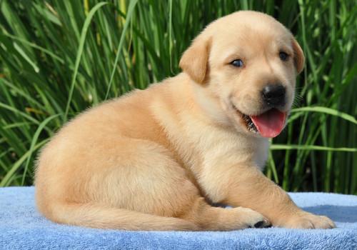Cute Labrador Retriever puppies for your home