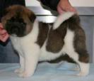 Akita puppies available for good homes