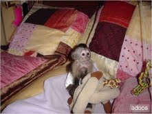 Capuchin Monkey ready for loving homes