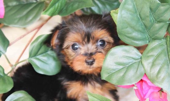 Akc Yorkie Puppies  for Adoption.