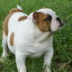 HOME TRAINED ENGLISH BULLDOG PUPPIES FOR FREE ADOPTION