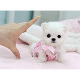 X_mass Maltese for any good home