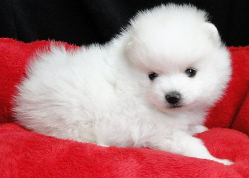 Doll Face White Pomeranian Puppies