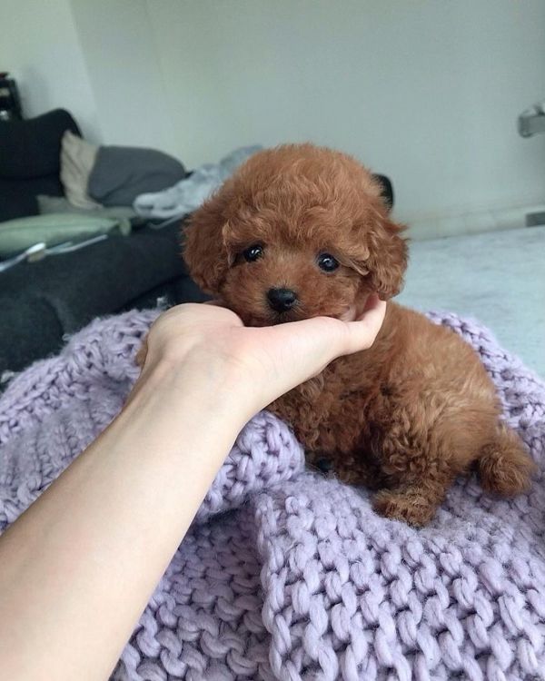 Sweet Toy Poodle puppies for adoption