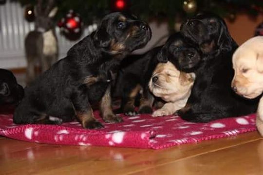 Hovawart puppies from Seahawk kennel