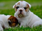  Top Quality English Bulldog puppies for Adoption 