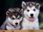Affectionate and well trained Siberian husky  for adoption