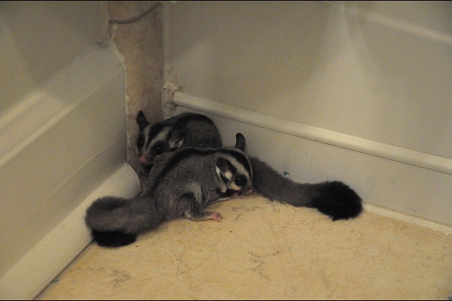 Sugar Glider babies