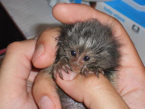 Adorable Marmosets Monkeys Ready to go