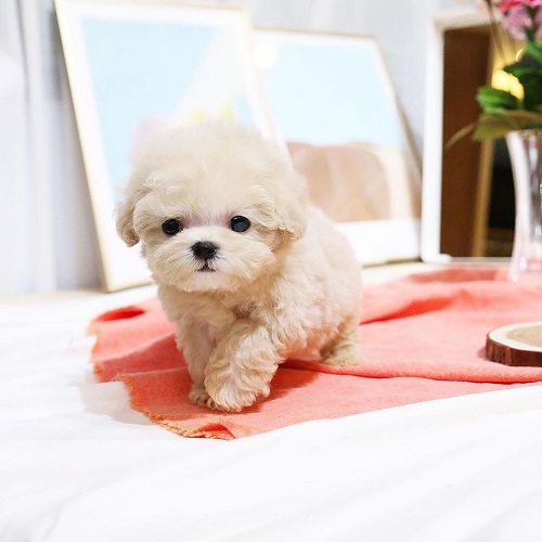 Sweet Toy Poodle puppies for adoption