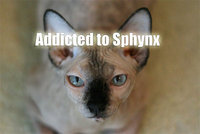 Sphynx Kittens
