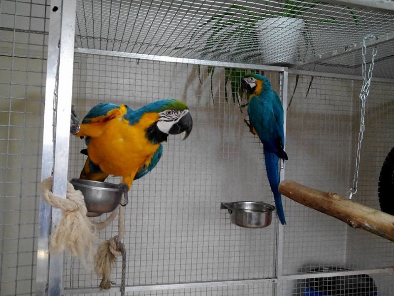 Hand fed, tamed, trained babies and adults parrots and fertilized eggs for sale