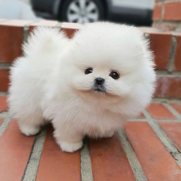 Pomeranian puppy for sale