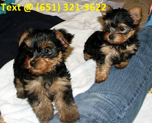 AKC Registered Teacup yorkie puppies for sale