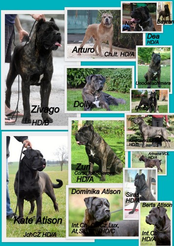 Cane corso – puppies with pedigree