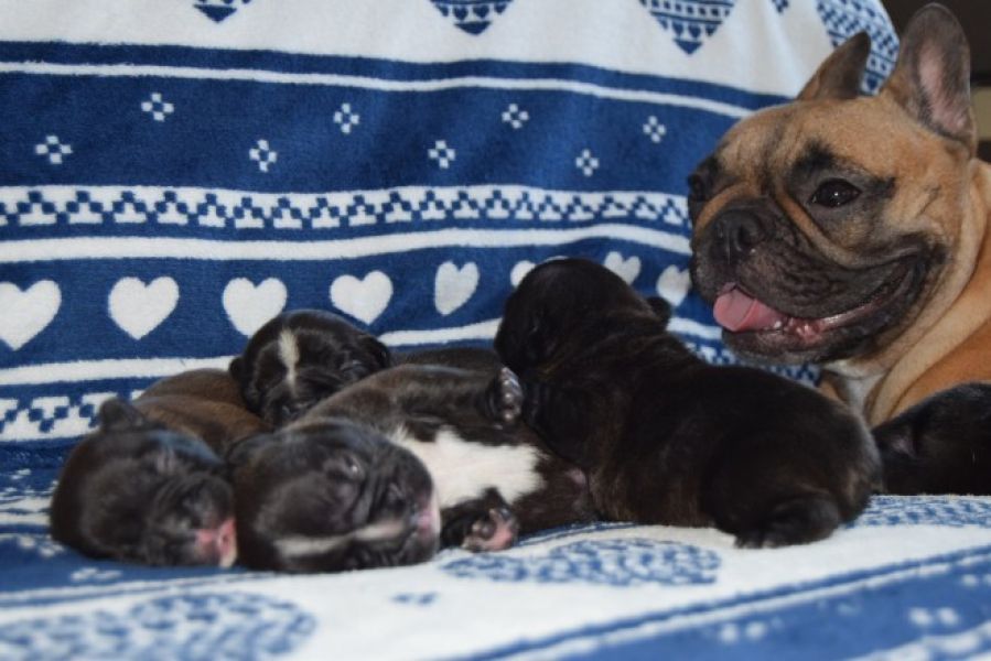 French Bulldog Puppies for sale