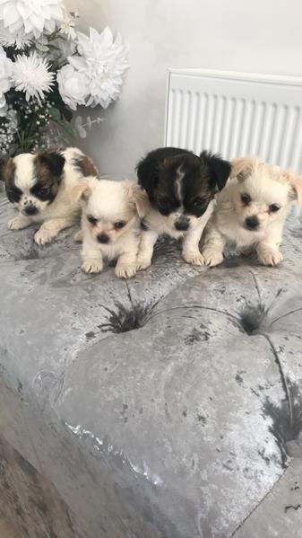 4 chihuahua boy puppies