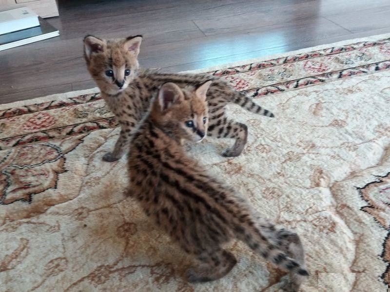   Socialized F1 and F2 Savannah Kittens Available  