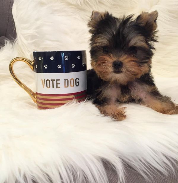 Two teacup yorkie puppies Needs a new family
