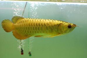 Super red,Golden,Chilli arowana fish and many other types  Available for sale.